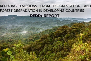 Policy Brief on REDD+